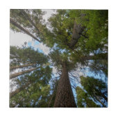 Douglas Fir boombladerdak Tegeltje (Voorkant)