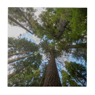 Douglas Fir boombladerdak Tegeltje