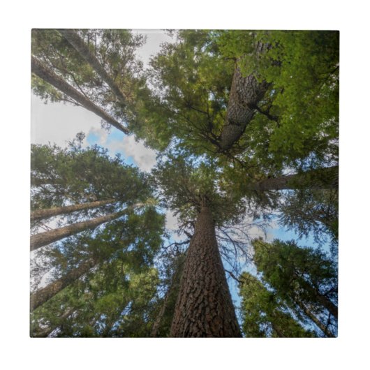 Douglas Fir boombladerdak Tegeltje (Voorkant)