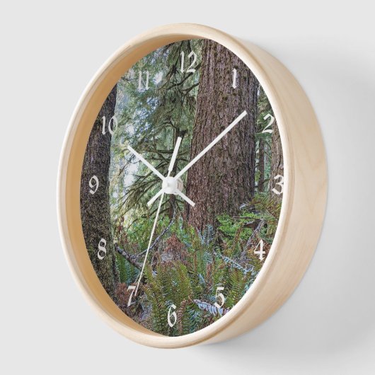 Douglas Fir Conifer Forest (Hoek)