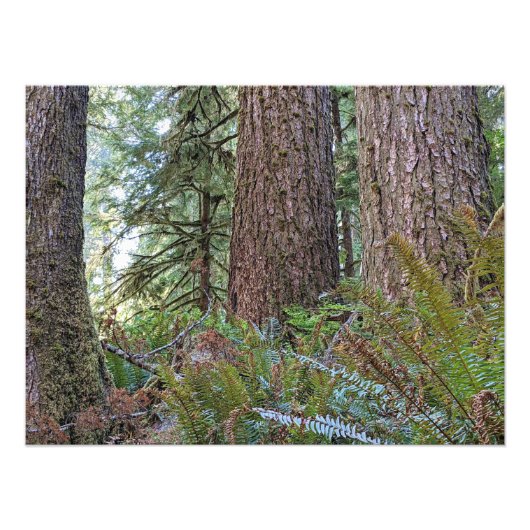 Douglas Fir Conifer Forest Foto Afdruk (Voorkant)