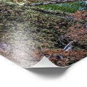 Douglas Fir Conifer Forest Foto Afdruk (Hoek)