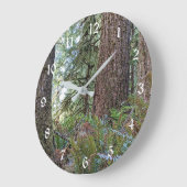 Douglas Fir Conifer Forest Grote Klok (Hoek)