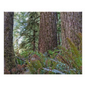 Douglas Fir Conifer Forest Perfect Poster (Voorkant)
