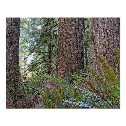 Douglas Fir Conifer Forest Perfect Poster (Voorkant)
