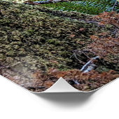 Douglas Fir Conifer Forest Perfect Poster (Hoek)