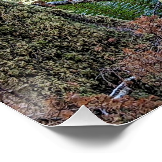 Douglas Fir Conifer Forest Perfect Poster (Hoek)