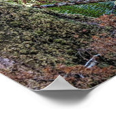 Douglas Fir Naaldbos Fotografie Poster (Hoek)