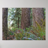 Douglas Fir Naaldbos Fotografie Poster (Voorkant)