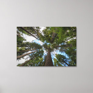 Douglas Fir tree canopy Canvas Afdruk