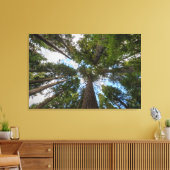 Douglas Fir tree canopy Canvas Afdruk (Insitu (Woonkamer))