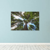 Douglas Fir tree canopy Canvas Afdruk (Insitu (Houten vloer))