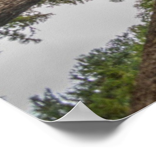 Douglas Fir tree canopy Poster (Hoek)