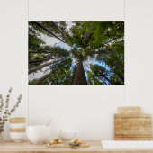 Douglas Fir tree canopy Poster (Keuken)