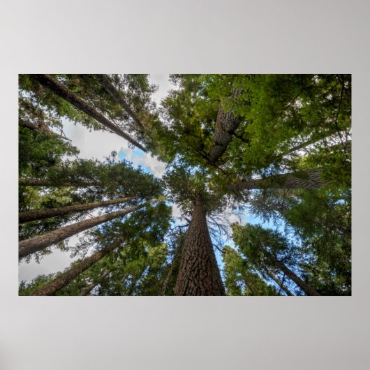 Douglas Fir tree canopy Poster (Voorkant)