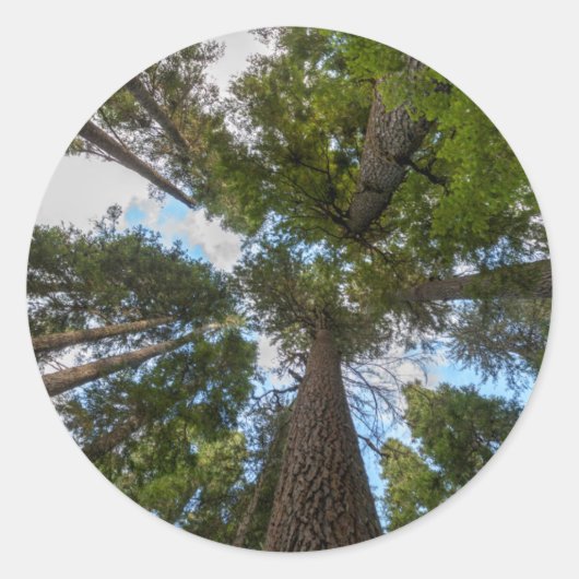 Douglas Fir tree canopy Ronde Sticker (Voorkant)