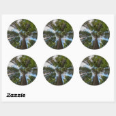 Douglas Fir tree canopy Ronde Sticker (Vel)