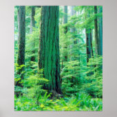 Douglas Fir tree Poster (Voorkant)