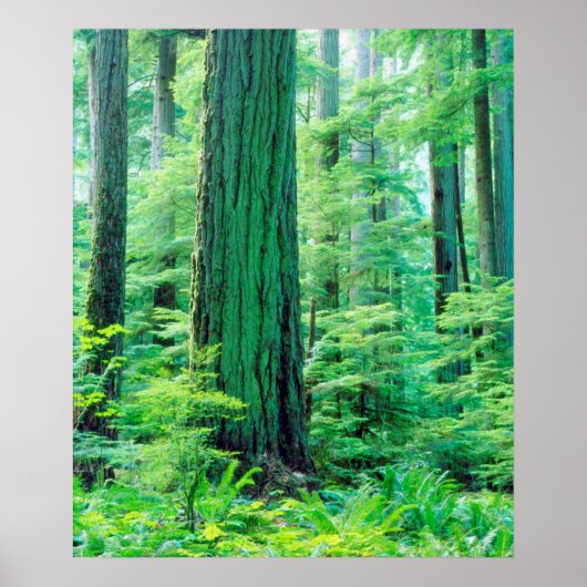Douglas Fir tree Poster (Voorkant)