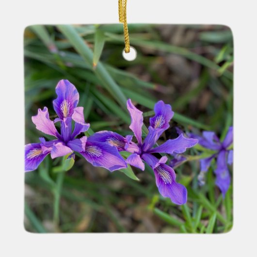 Douglas Iris Ornament (Voorkant)