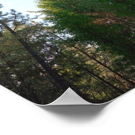 Douglas spar en dennen poster (Hoek)