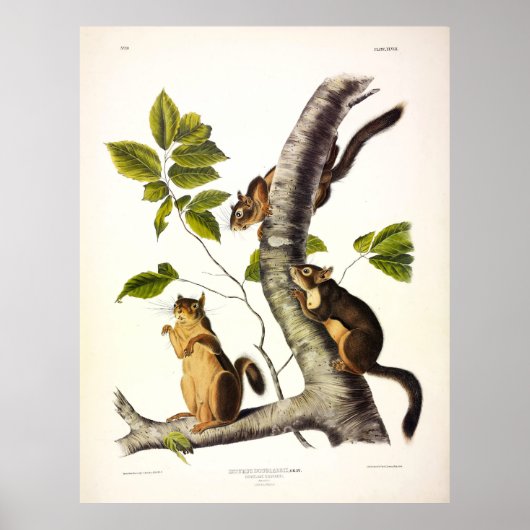Douglass of Pijn Squirrel (Kickaree) door Audubon Poster (Voorkant)