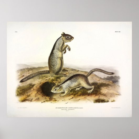 Douglass's Spermophile (Ground Squirrel) - Audubon Poster (Voorkant)