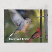 Dove and Cardinal Backyard Brawl Briefkaart (Voorkant)