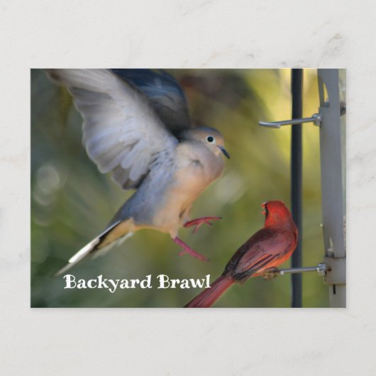 Dove and Cardinal Backyard Brawl Briefkaart (Voorkant)