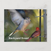 Dove and Cardinal Backyard Brawl Briefkaart (Voorkant)