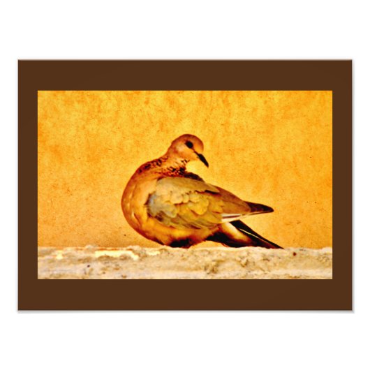 Dove Beauty Foto Afdruk (Voorkant)