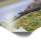 Dove Bird Foto Afdruk (Hoek)