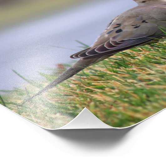 Dove Bird Foto Afdruk (Hoek)