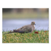 Dove Bird Foto Afdruk (Voorkant)