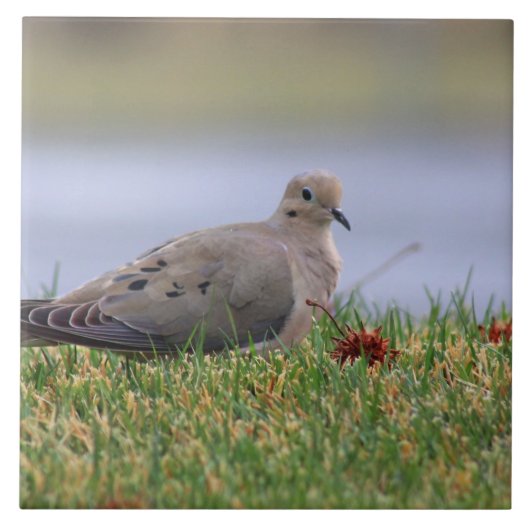 Dove Bird Tegeltje (Voorkant)