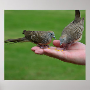 Dove Birds Kauai Hawaii Poster