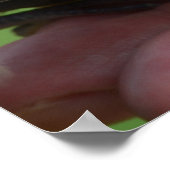 Dove Birds Kauai Hawaii Poster (Hoek)