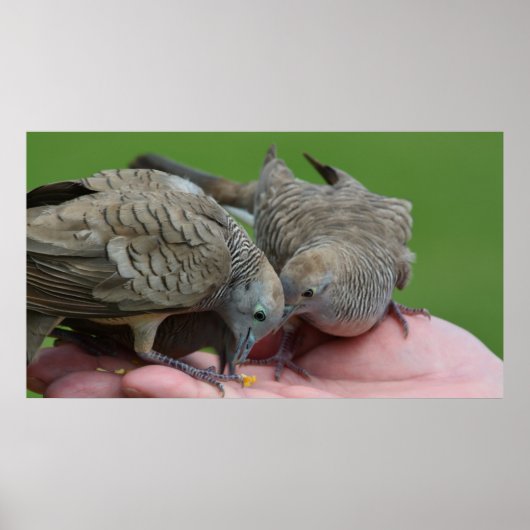 Dove Birds Kauai Hawaii Poster (Voorkant)