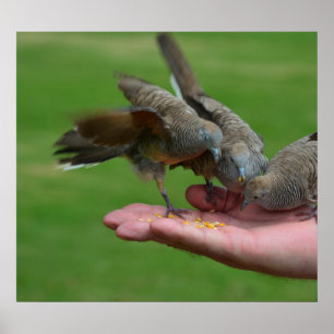 Dove Birds Kauai Hawaii Poster