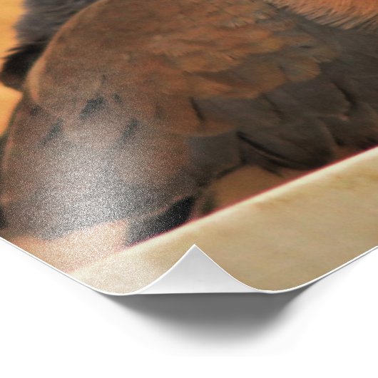 Dove Elegance Foto Afdruk (Hoek)