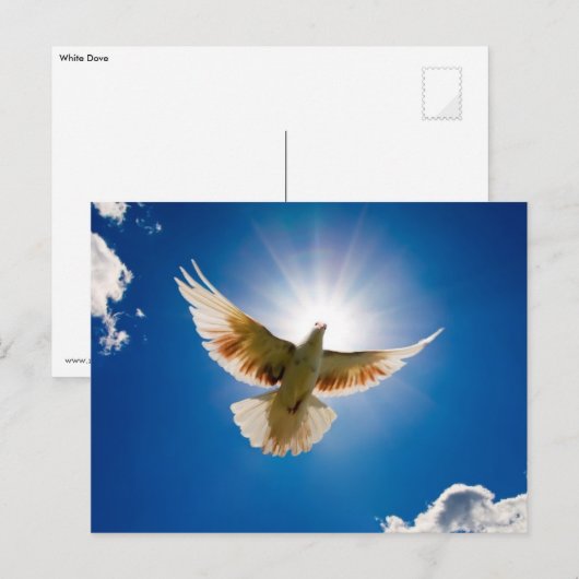 Dove in de zon briefkaart (Voorkant / Achterkant)