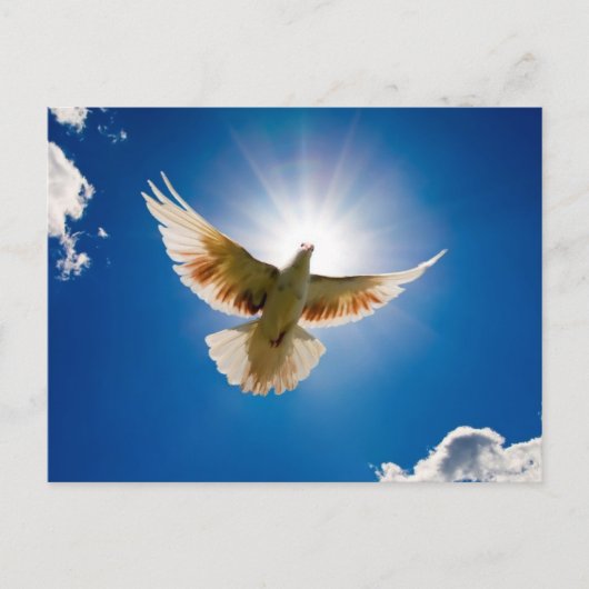Dove in de zon briefkaart (Voorkant)