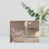 Dove in een fontein briefkaart (Staand voorkant)