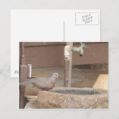 Dove in een fontein briefkaart (Voorkant / Achterkant)