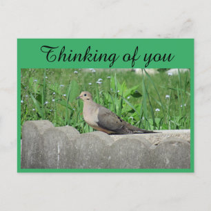 Dove In Garden Foto Denken aan jou Briefkaart