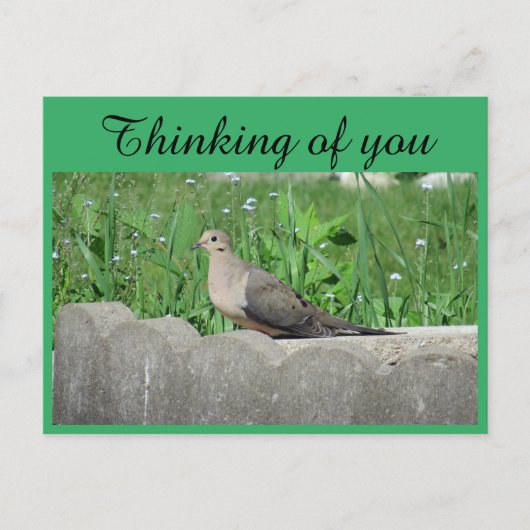 Dove In Garden Foto Denken aan jou Briefkaart (Voorkant)