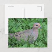 Dove in gras briefkaart (Voorkant / Achterkant)