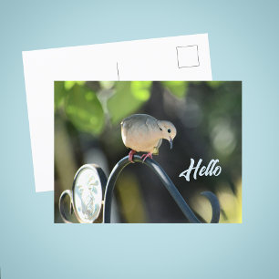 Dove komt even gedag zeggen Foto Briefkaart