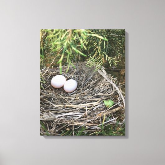 Dove Nest op canvas Afdruk (Voorkant)
