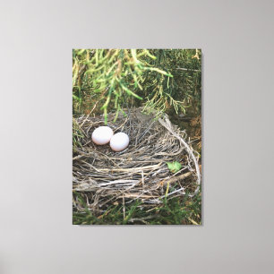 Dove Nest op canvas Afdruk